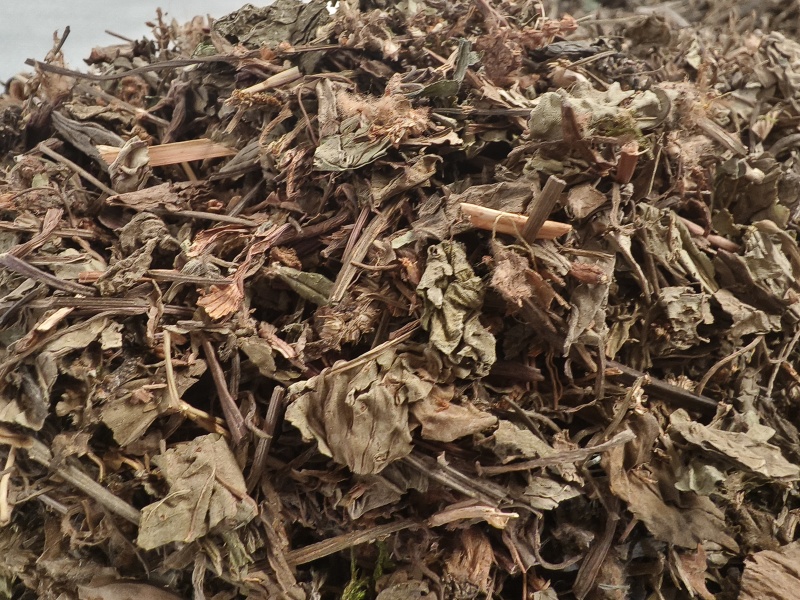 车前草新货车前草颜色青干净无杂质大货批发零售