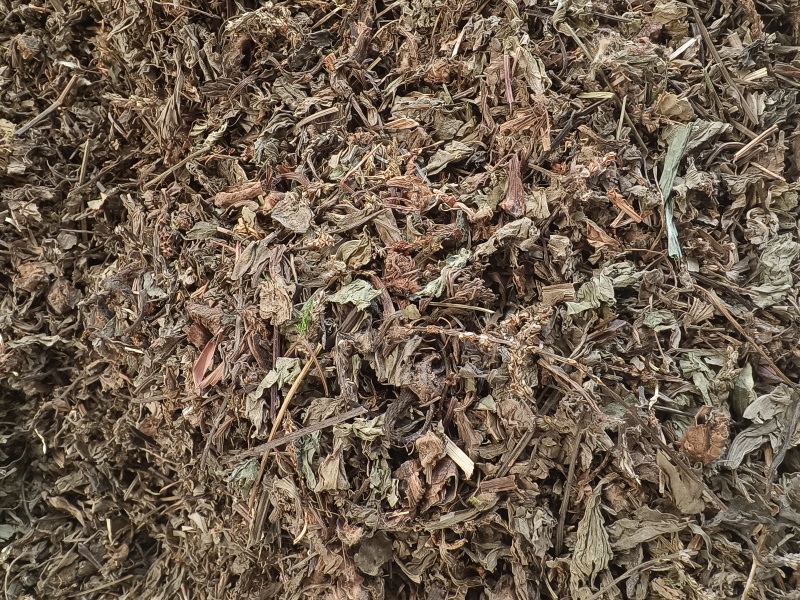车前草新货车前草颜色青干净无杂质大货批发零售