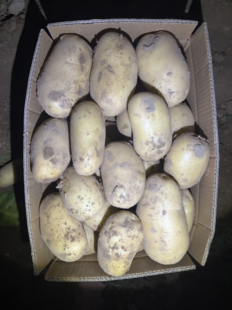 沃土5号土豆大量有货规格齐全量大从优可对接商超市场