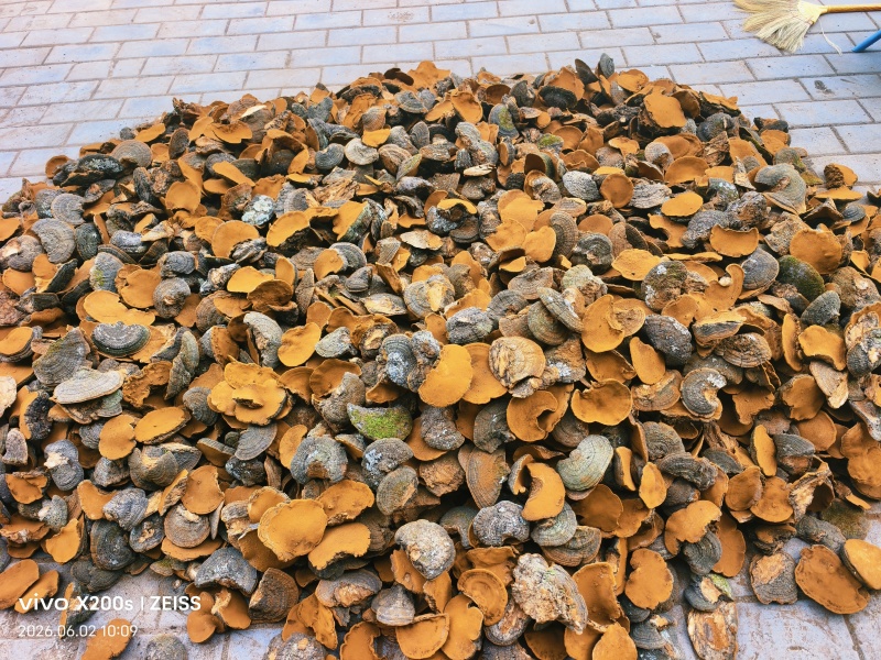 精品精选桑黄