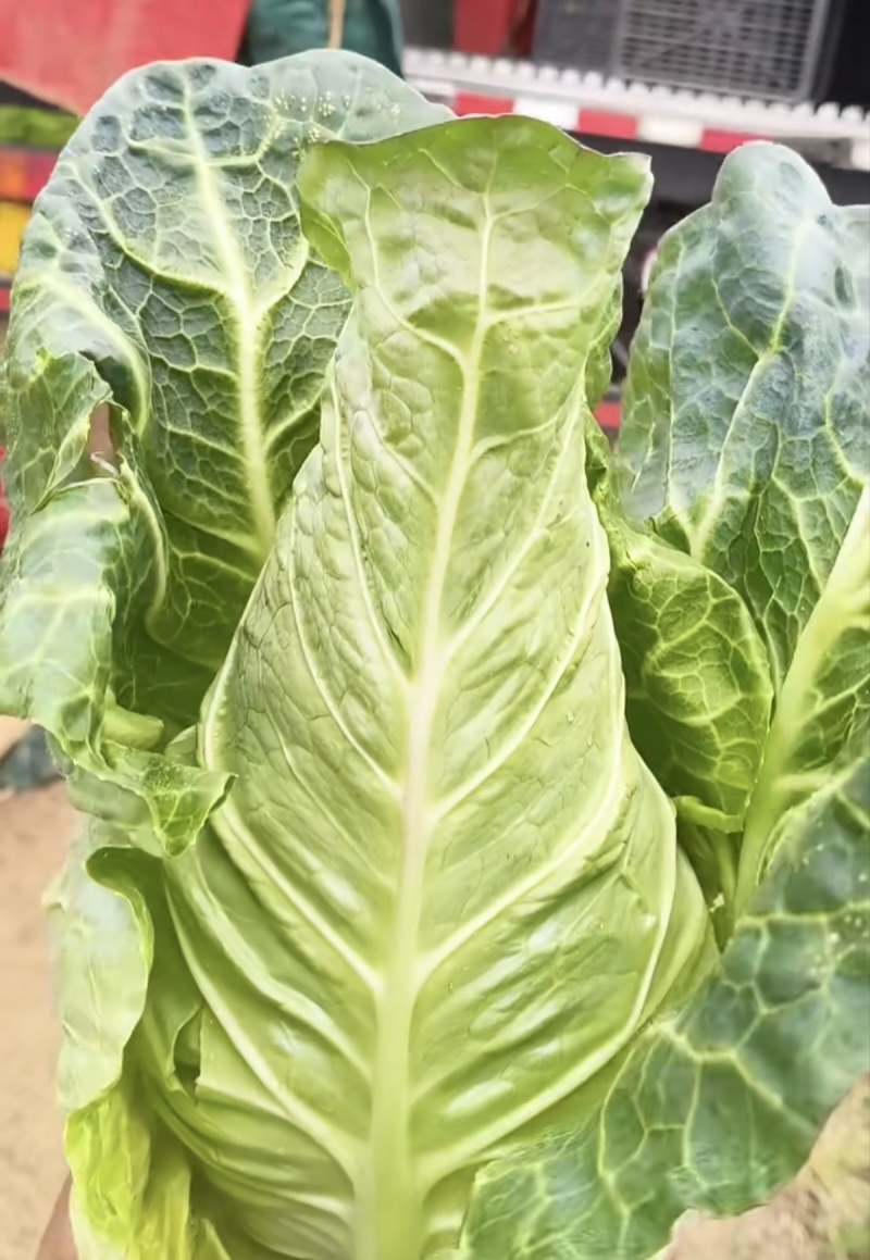 云南昭通永善县牛心甘蓝新鲜蔬菜上市可长期供应