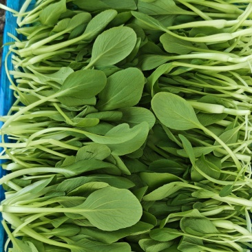 鸡毛菜上市
