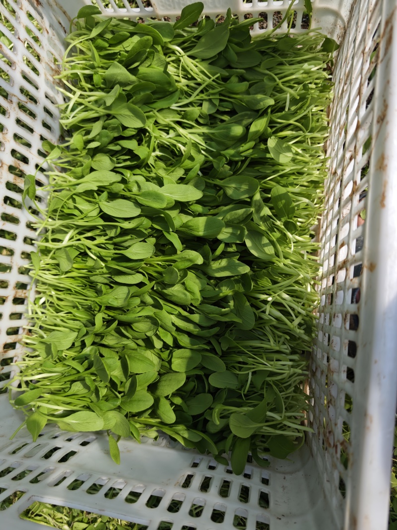 鸡毛菜上市
