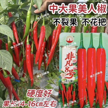 非凡8号美人椒种子中大果型海花红辣椒种子不裂果不花把