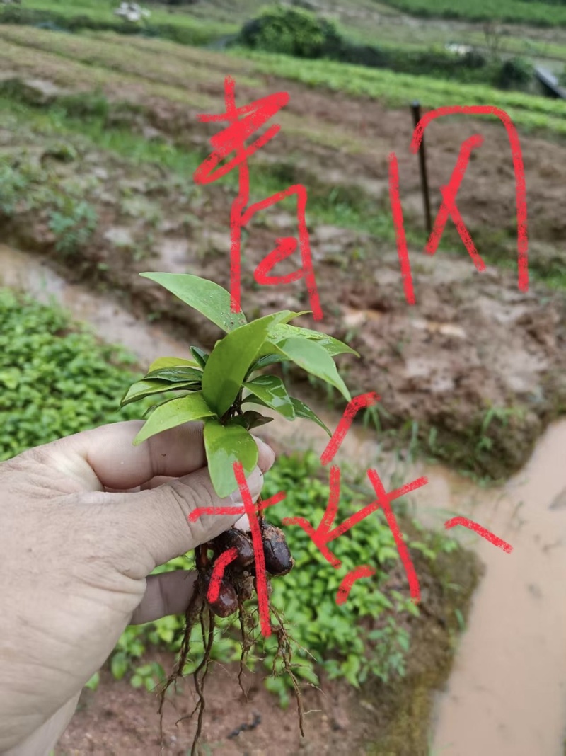 赤皮青冈芽苗:奉新县邹家苗圃基地直供，品种繁多