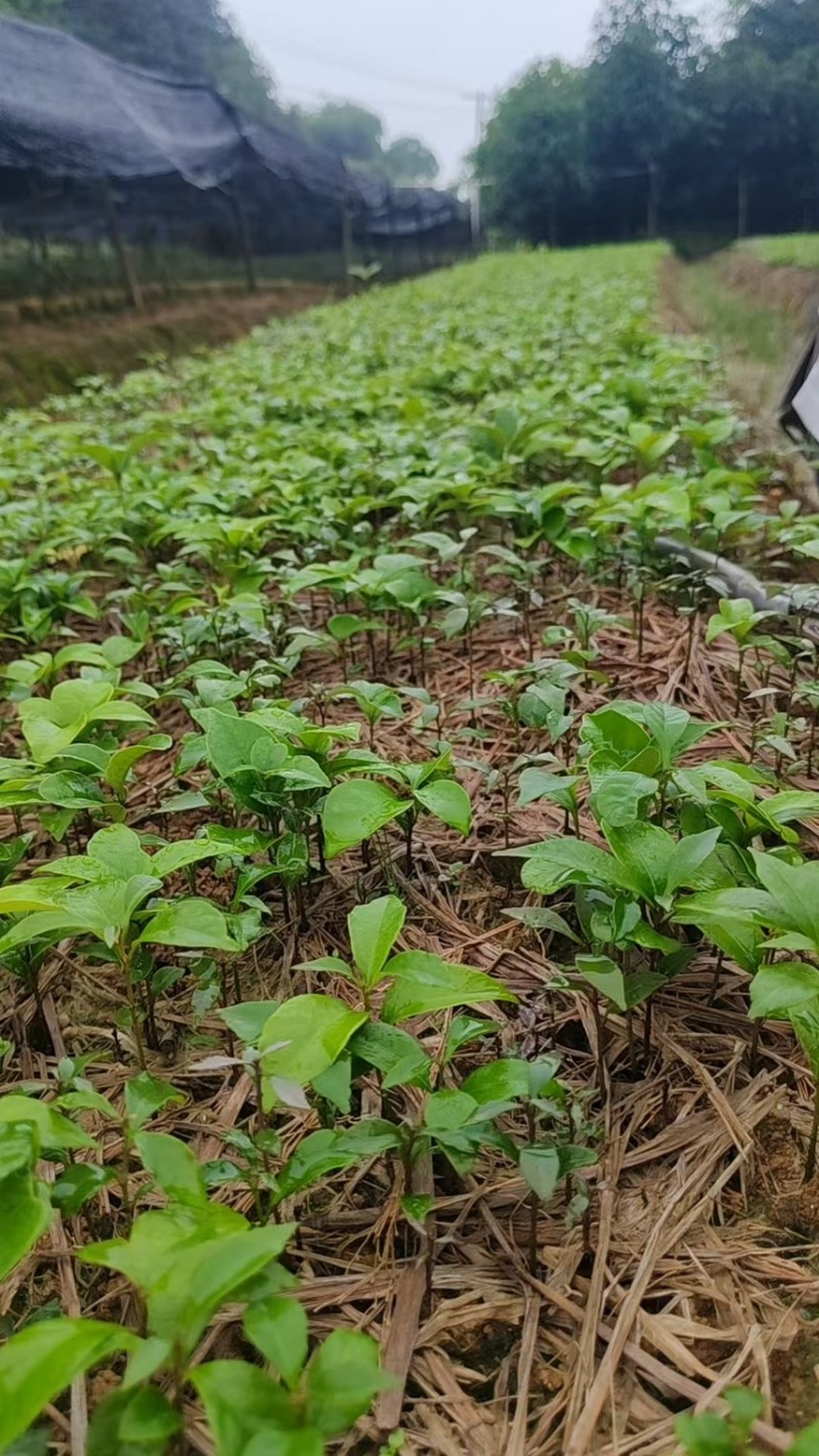 赤皮青冈芽苗:奉新县邹家苗圃基地直供，品种繁多