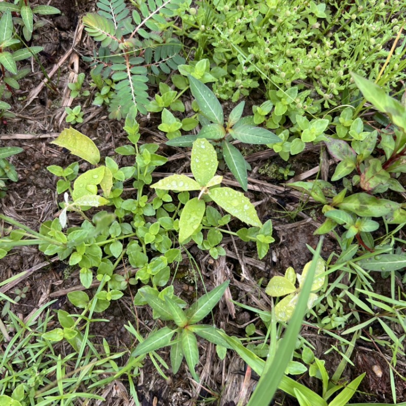 赤皮青冈芽苗:奉新县邹家苗圃基地直供，品种繁多