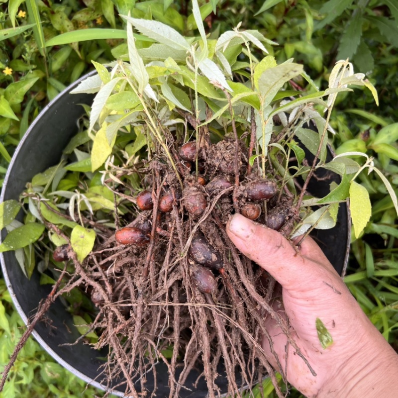 赤皮青冈芽苗:奉新县邹家苗圃基地直供，品种繁多