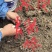赤皮青冈芽苗:奉新县邹家苗圃基地直供，品种繁多