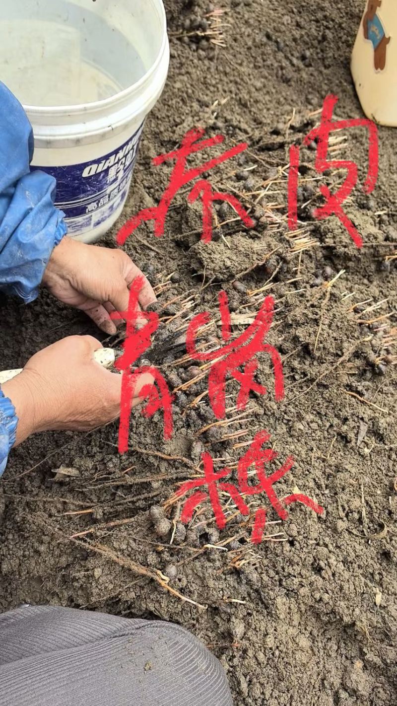 赤皮青冈芽苗:奉新县邹家苗圃基地直供，品种繁多