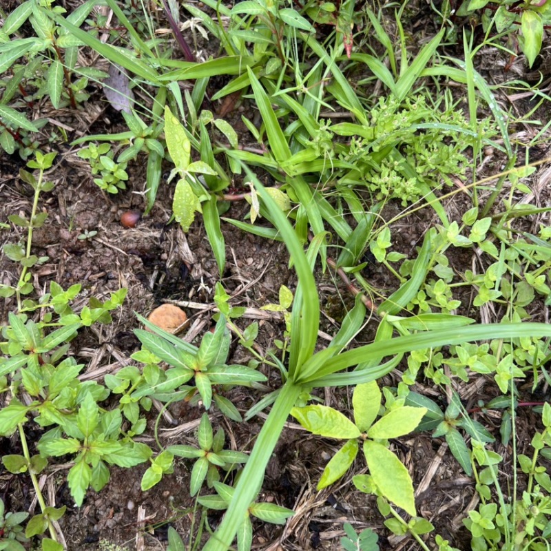 赤皮青冈芽苗:奉新县邹家苗圃基地直供，品种繁多