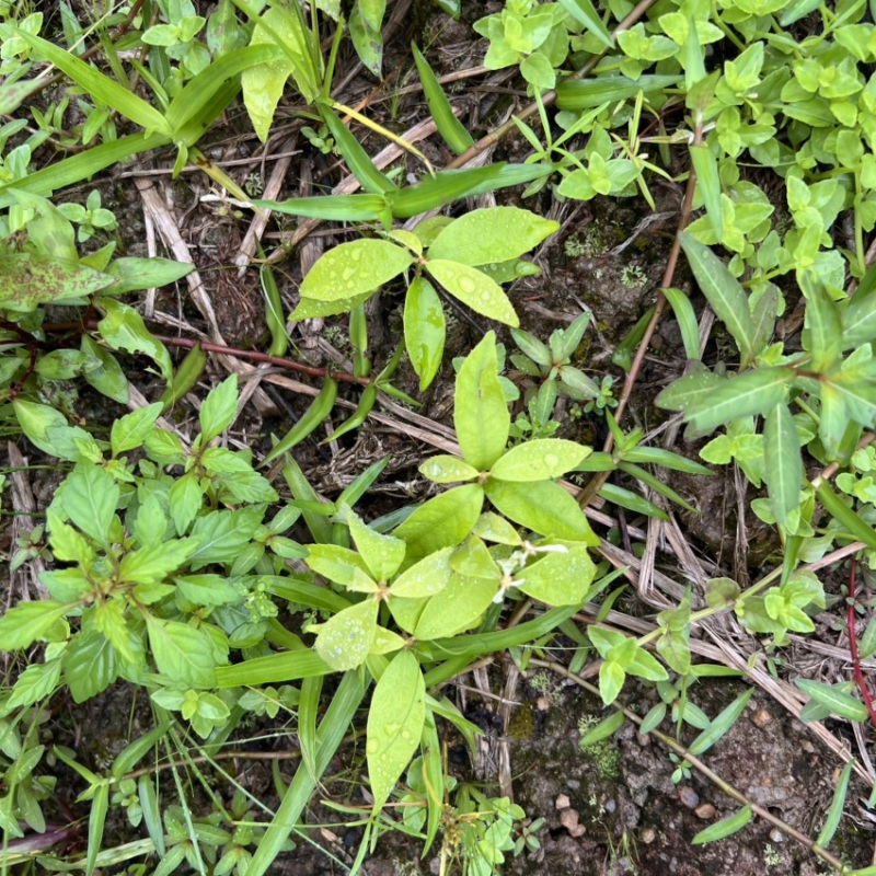 赤皮青冈芽苗:奉新县邹家苗圃基地直供，品种繁多