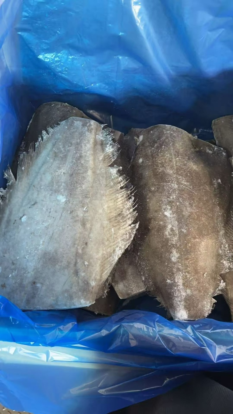 格陵兰比目鱼鱼身，格陵兰比目鱼，鲽鱼身