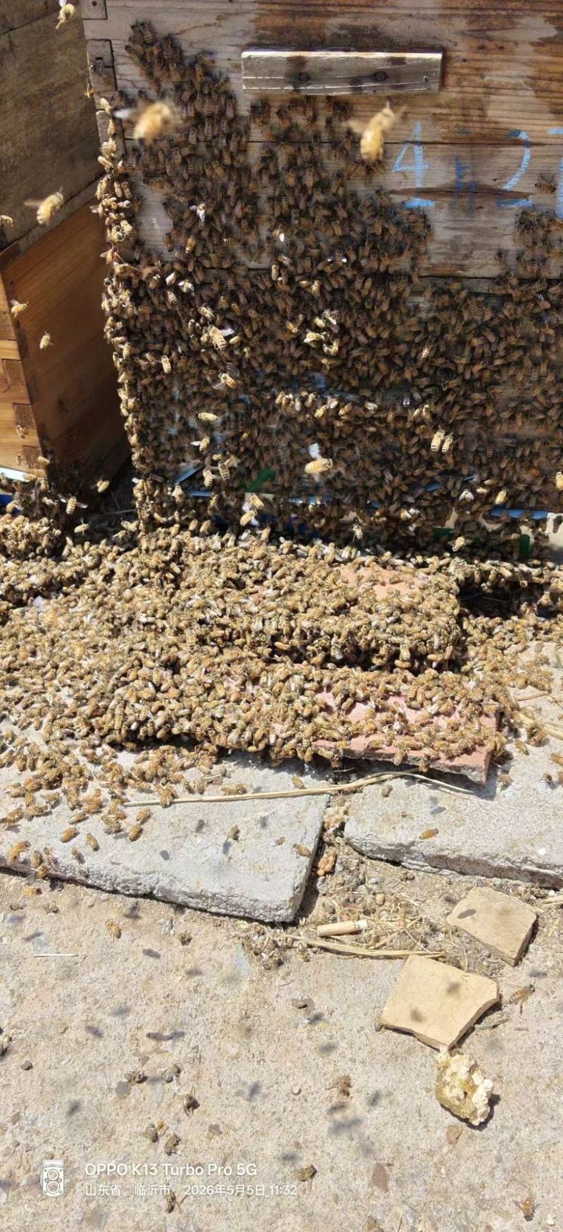野生土蜂蜜大量现货全国包邮