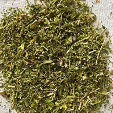 猫眼草干货猫眼草中药材！欢迎选购！量大从优！