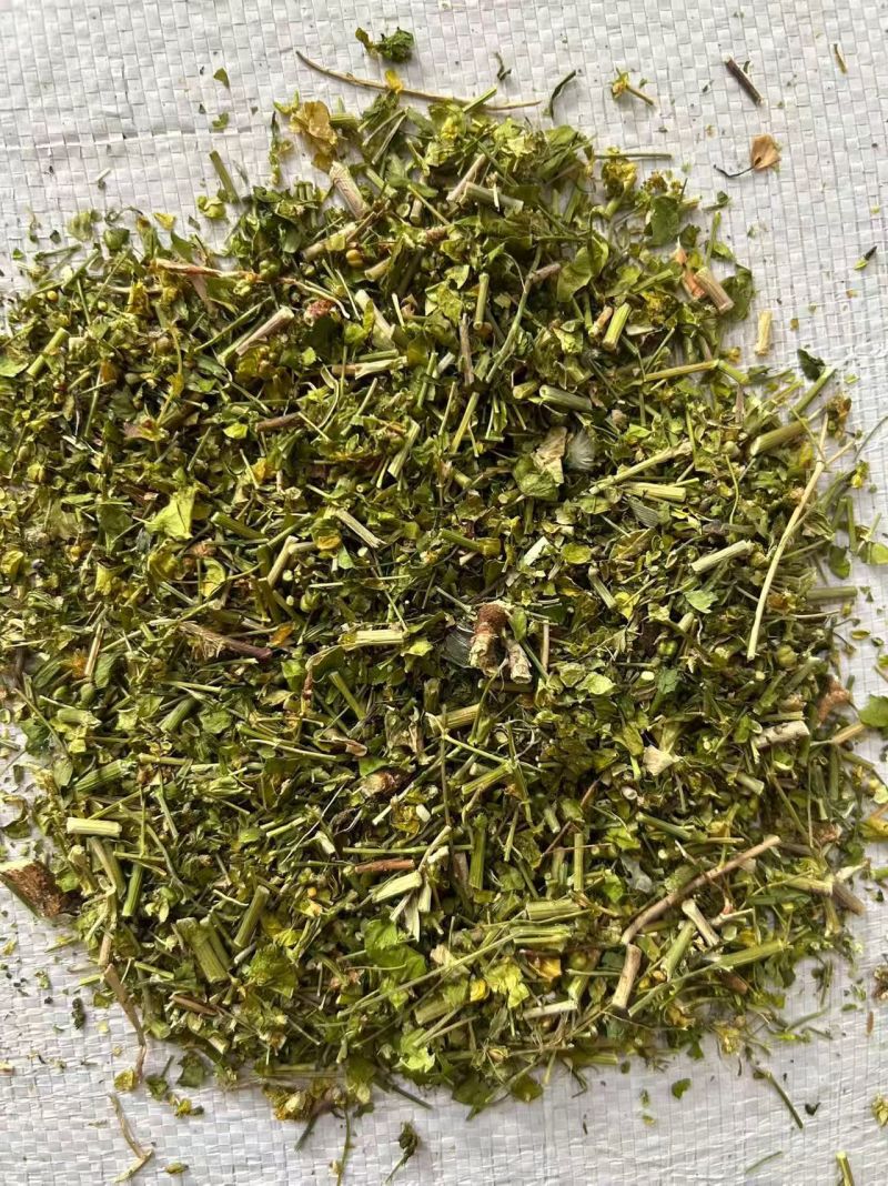 猫眼草干货猫眼草中药材！欢迎选购！量大从优！