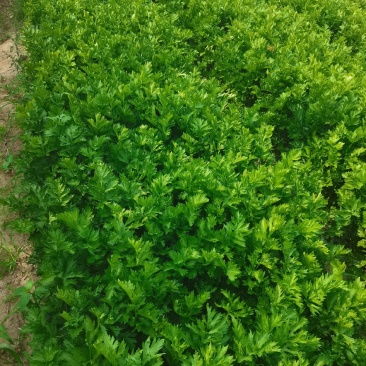 芹菜价格实惠，百亩芹菜上市