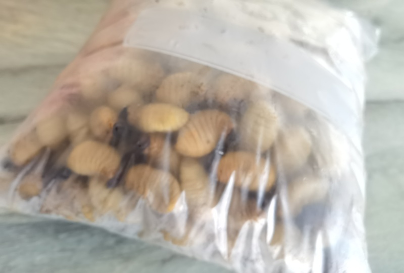 精品冻虫