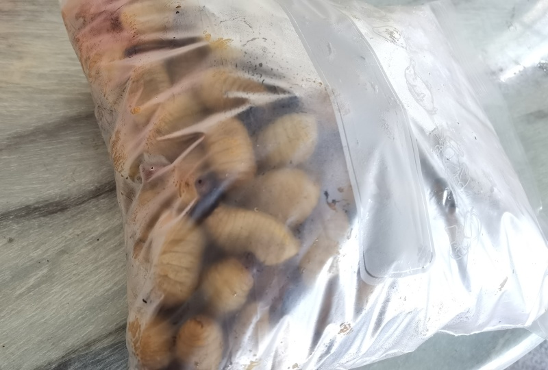精品冻虫