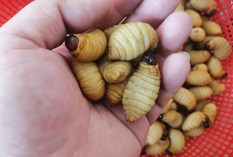 精品冻虫