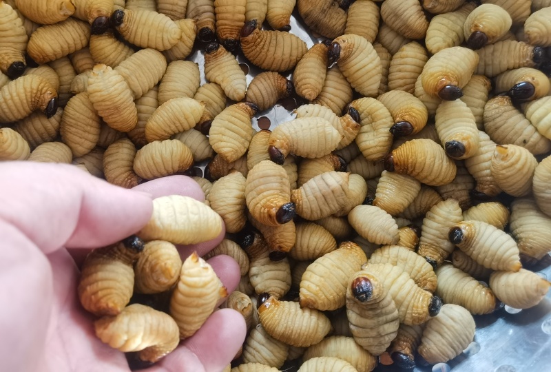 精品冻虫