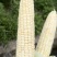 精品白糯玉米一手货源全国发货量大价优欢迎随时联系精品