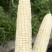 精品白糯玉米一手货源全国发货量大价优欢迎随时联系精品