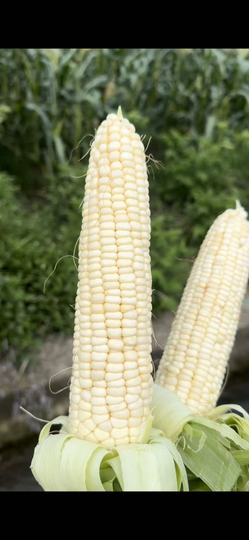 精品白糯玉米一手货源全国发货量大价优欢迎随时联系精品