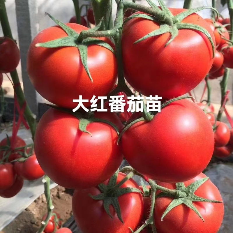 大红果西红柿苗早熟耐高温高湿耐裂抗病毒高圆型产量高