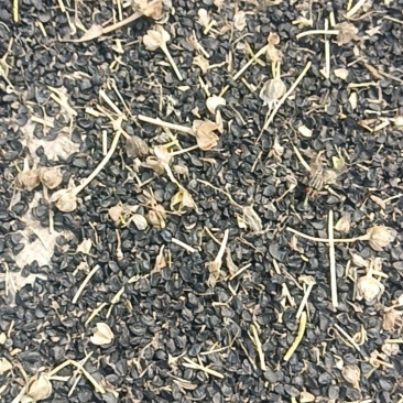 葱子，大头高百葱子