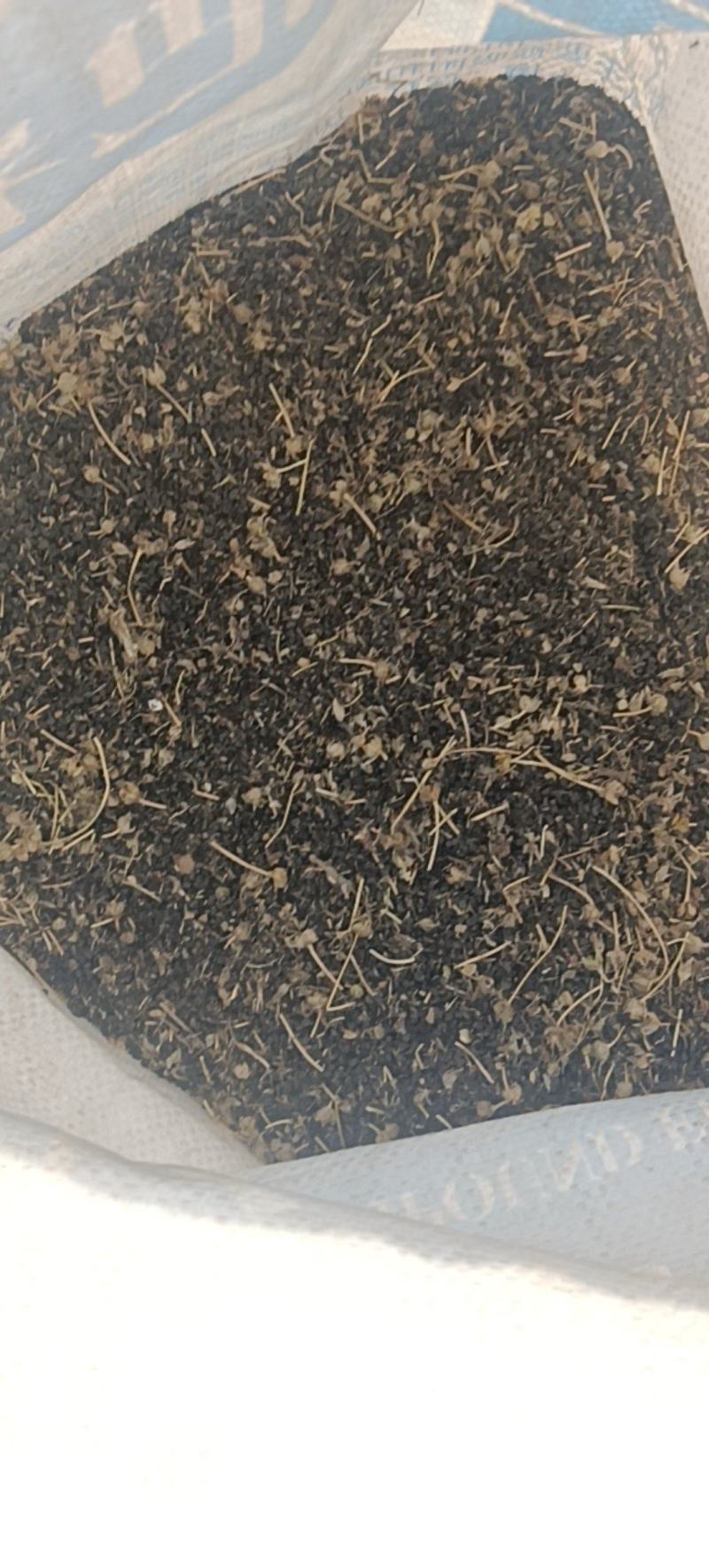 葱子，大头高百葱子