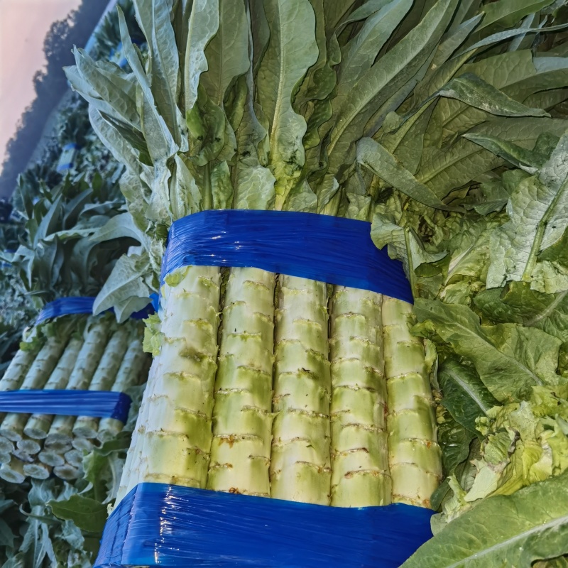 河北莴笋青叶莴笋不空心净菜毛菜都有半叶可以打捆实地看货订
