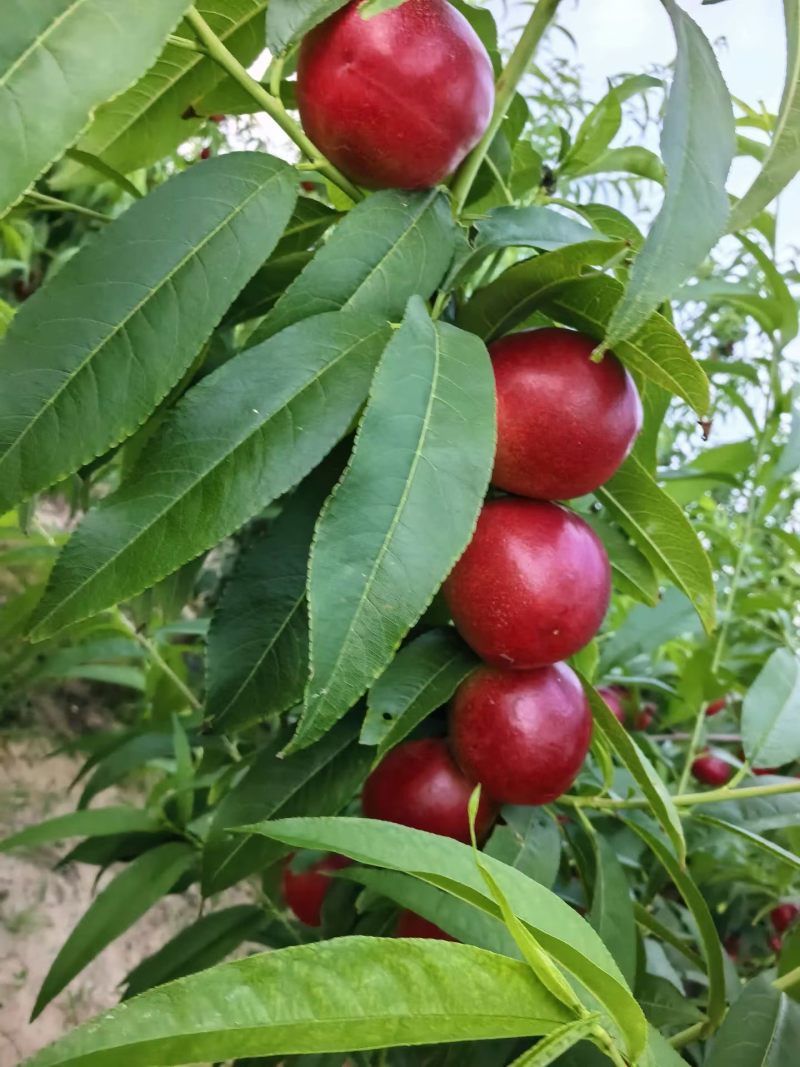 大荔油桃