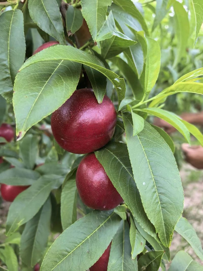 大荔油桃