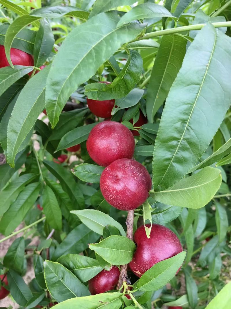 大荔油桃