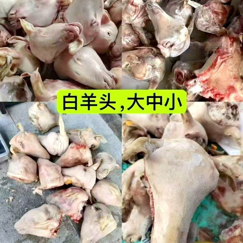 优选羊白头大中小性价比高