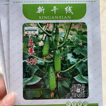 未来109水果黄瓜耐热品种强磁品种种子