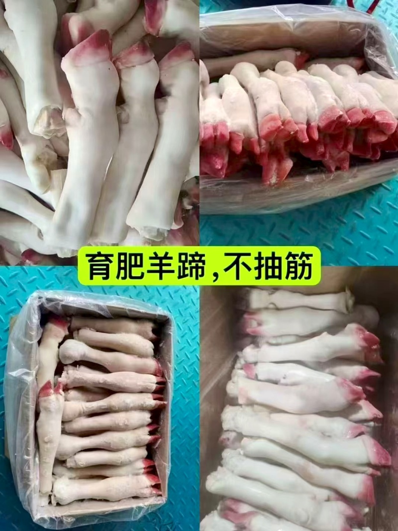 优选羊白头大中小性价比高