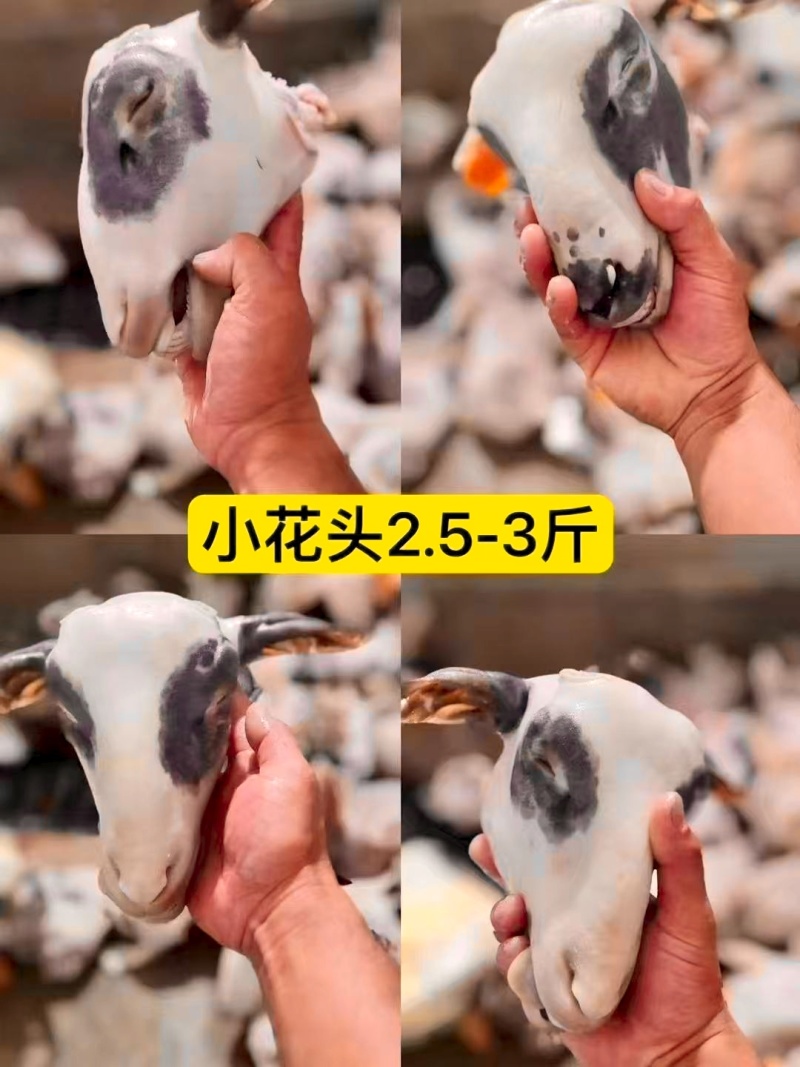 优选羊白头大中小性价比高