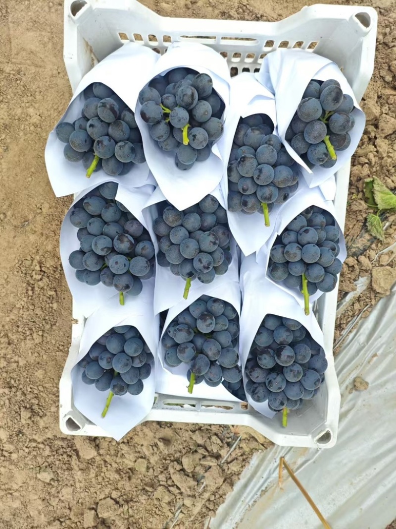 河南夏邑夏黑葡萄全国发货精品通货