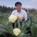 珍玉松60花菜种子耐热品种种子现货供应