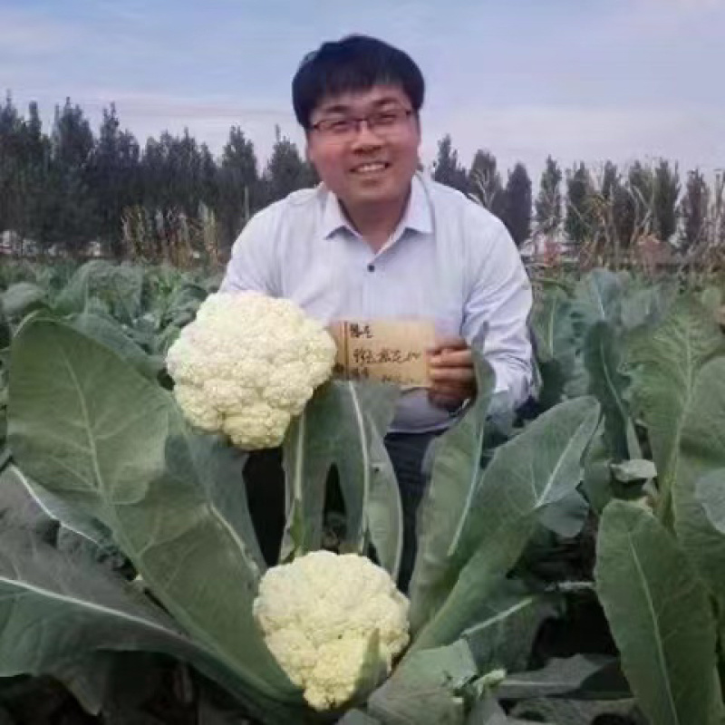 珍玉松60花菜种子耐热品种种子现货供应