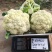 珍玉松60花菜种子耐热品种种子现货供应