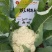 珍玉松60花菜种子耐热品种种子现货供应