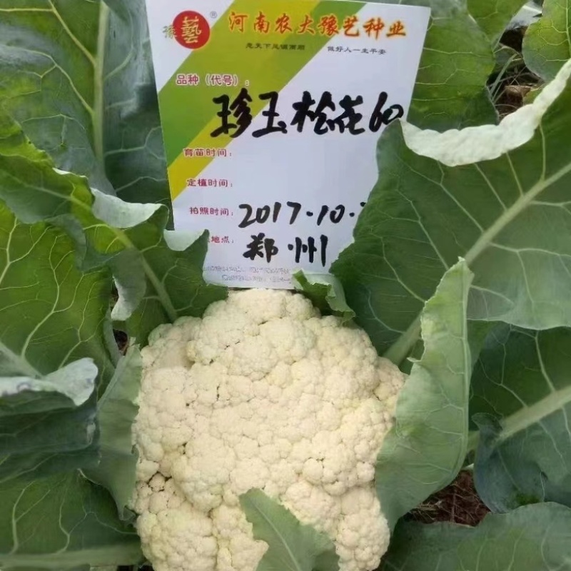 珍玉松60花菜种子耐热品种种子现货供应