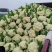 珍玉松60花菜种子耐热品种种子现货供应