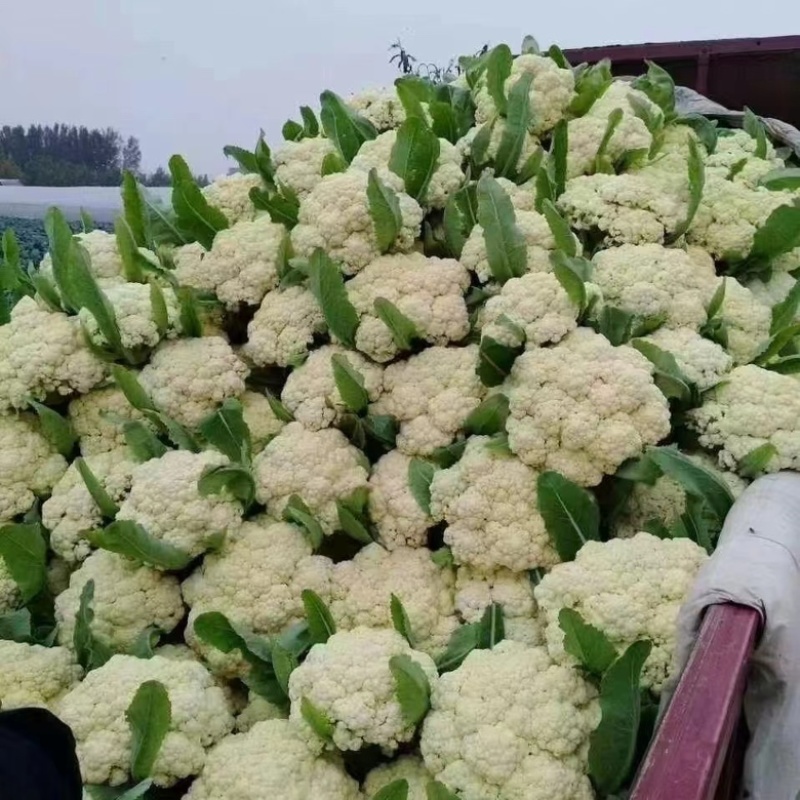 珍玉松60花菜种子耐热品种种子现货供应