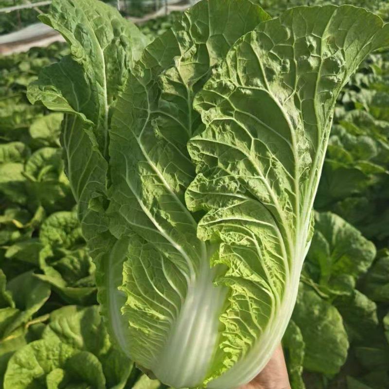 白菜