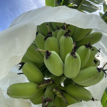 苹果蕉