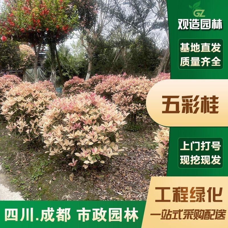 五彩桂球彩叶桂花球市政道路绿篱小区公园色块园林绿化工程苗